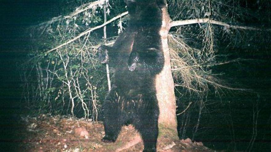 Un total de 40 organizaciones se manifiestan contra el oso en Aínsa