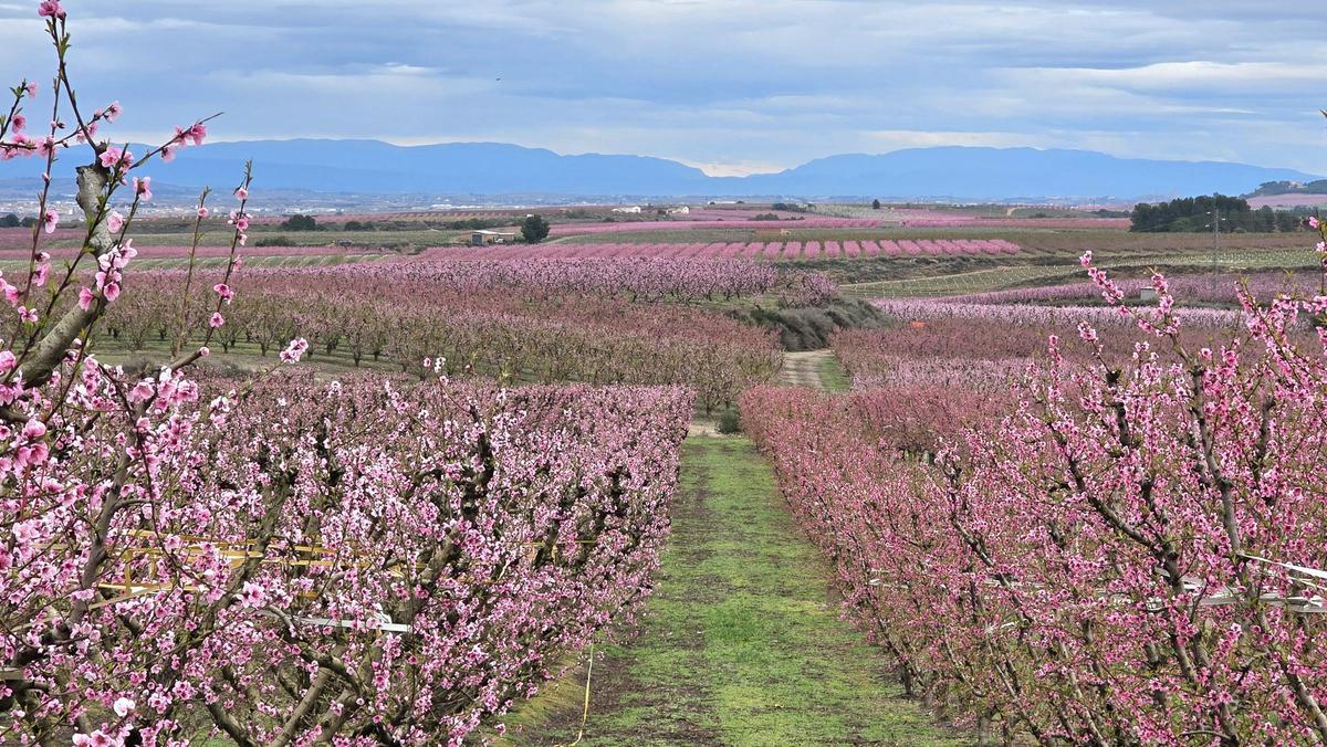Arbres fruiters florits a Aitona Arbres fruiters florits a Aitona