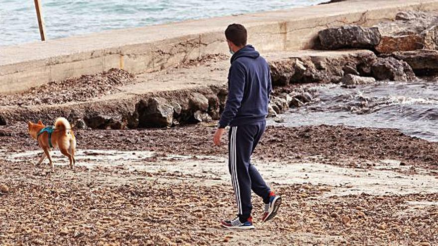 Varios animales de compañía en una playa de Ibiza.