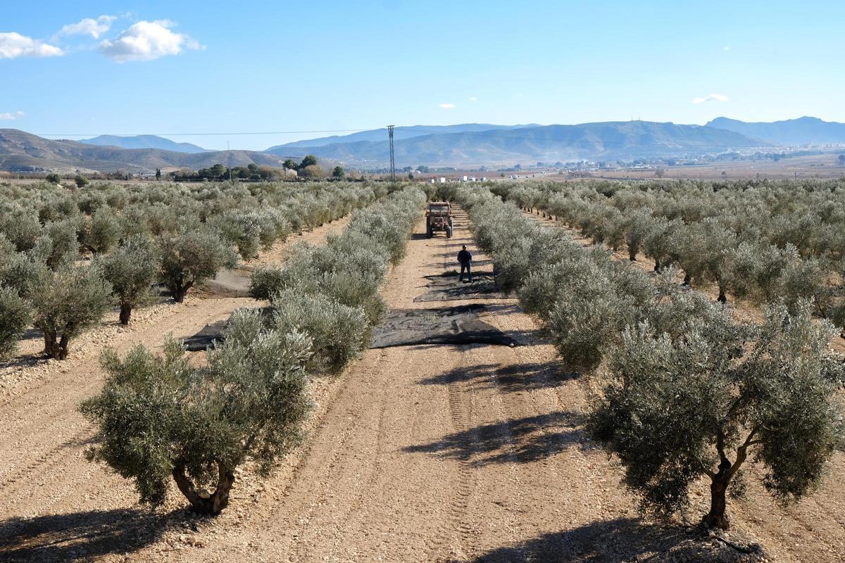 Un olivar en la provincia de Alicante.