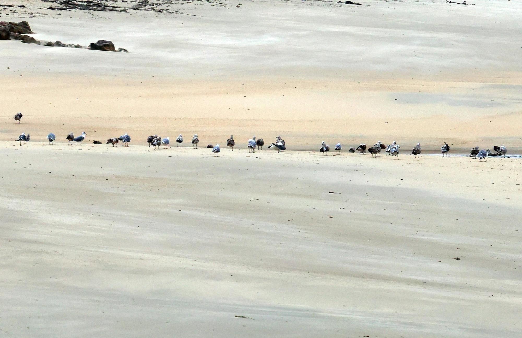 Primeros azotes de Louis a la costa gallega