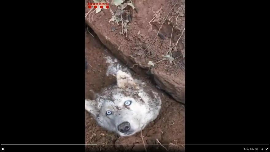 VÍDEO | Rescaten un gos a Artés atrapat per un esfondrament de terra