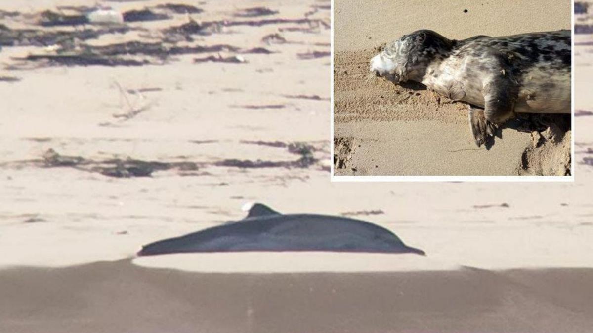 Muere un delfín en Cíes y un lobo marino en Baiona