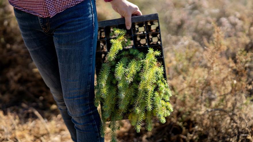 “Comprometidos con Nuestros Bosques” planta 3.200 árboles en “El Robledal y La Sauceda”