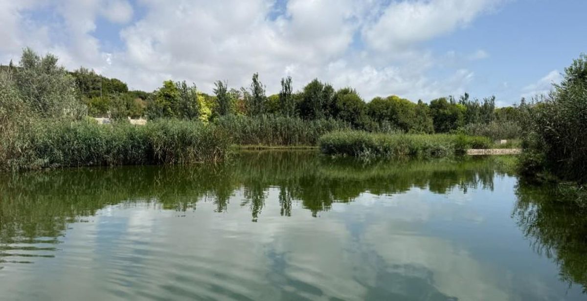 Zona de vegetación del Parque La Marjal de Alicante