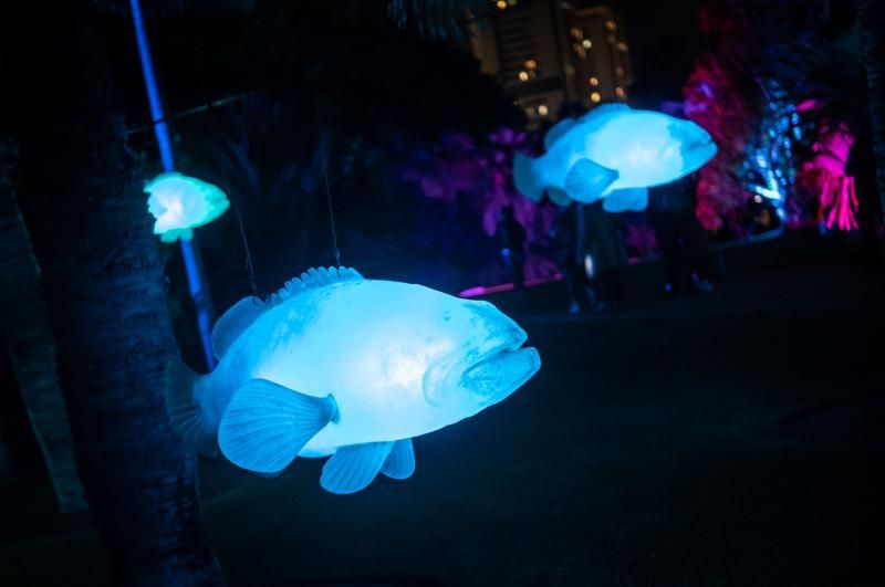 'Naturaleza Encendida'  en el Palmetum (Santa Cruz de Tenerife)