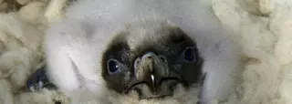 Nacen cinco pollos de quebrantahuesos en Cazorla