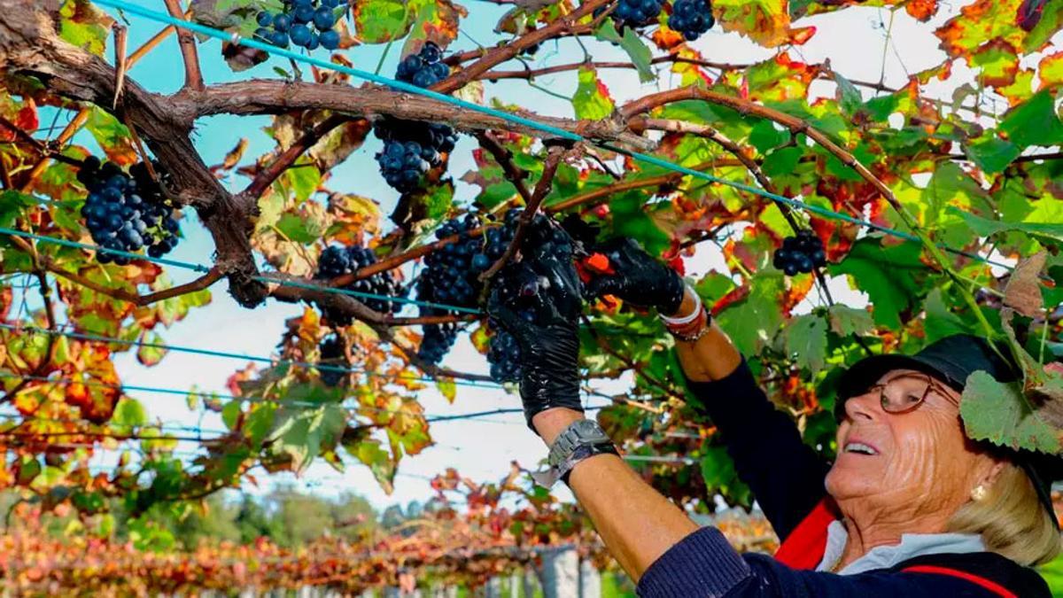 Una vendimiadora corta varios racimos de uva tinta en una campaña de Rías Baixas.