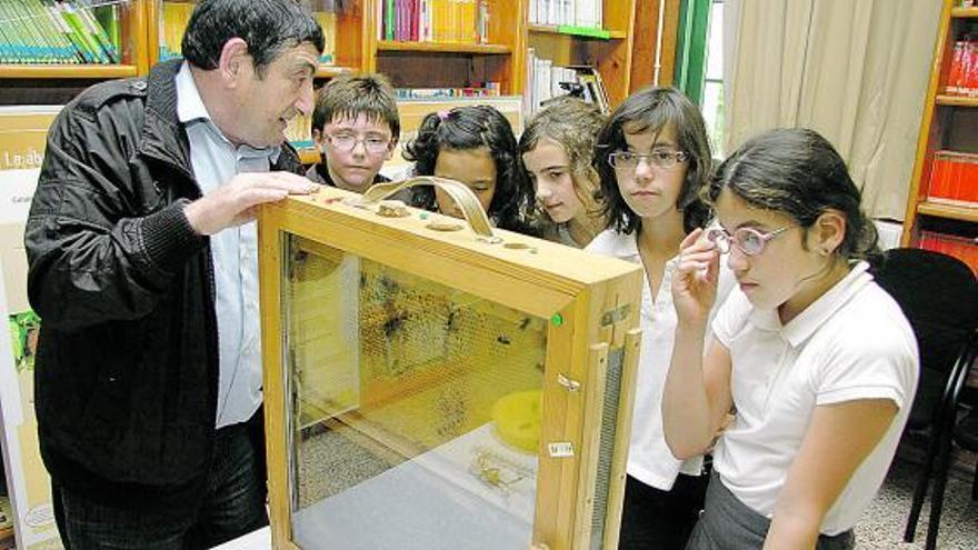 El apicultor gijonés Santos González muestra una colmena viviente a los alumnos del Colegio Cabueñes.