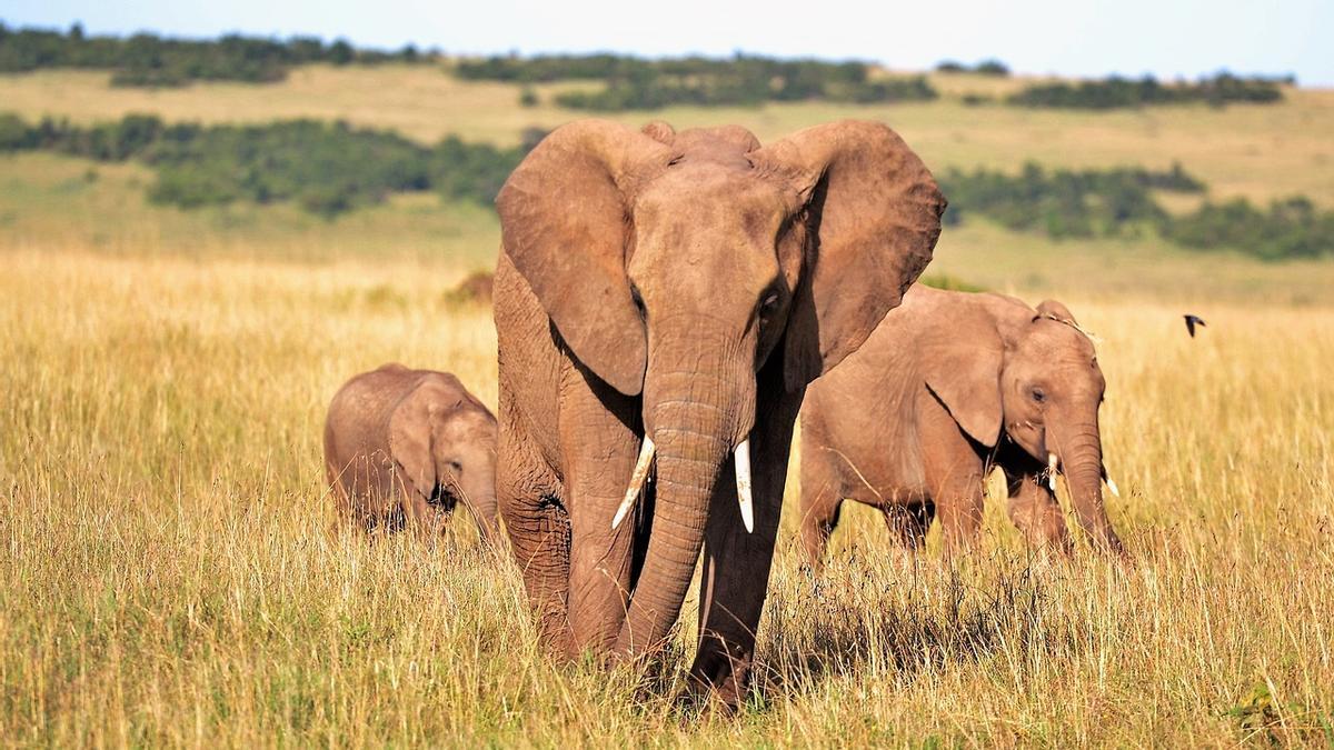 Elefantes africanos, entre los animales más fuertes del mundo