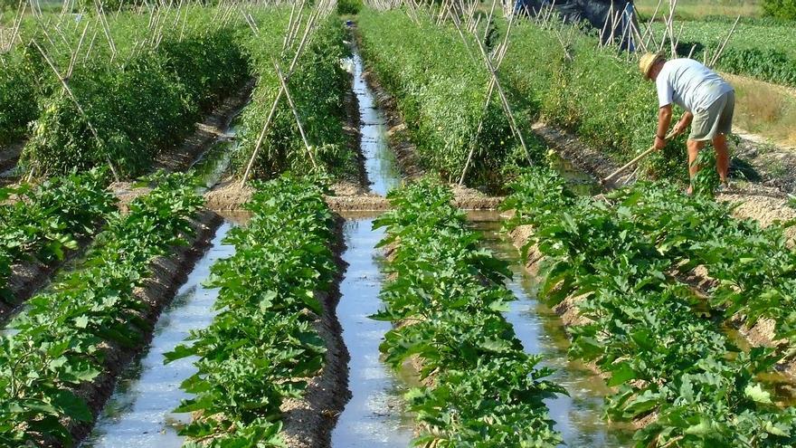 Agricultura de regadío