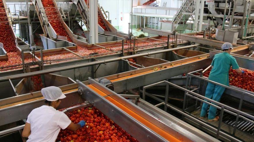 Operarias en la línea de producción de Tomates del Guadiana.