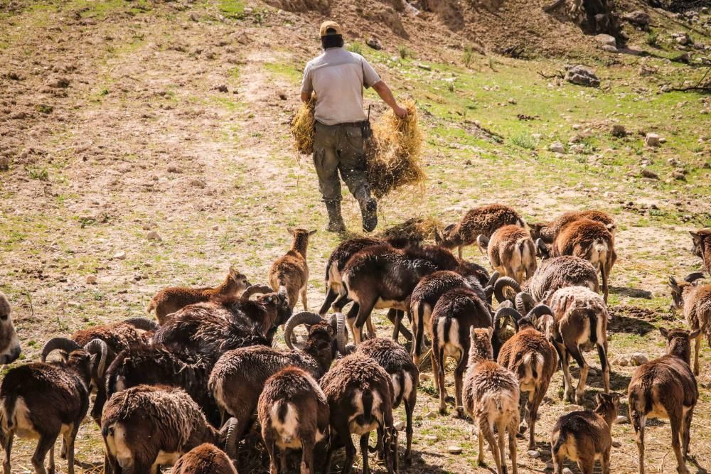 Un safari al límite por el coronavirus