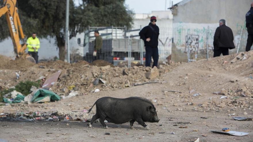 Cerdos vietnamitas en el barrio del Cementerio de Alicante