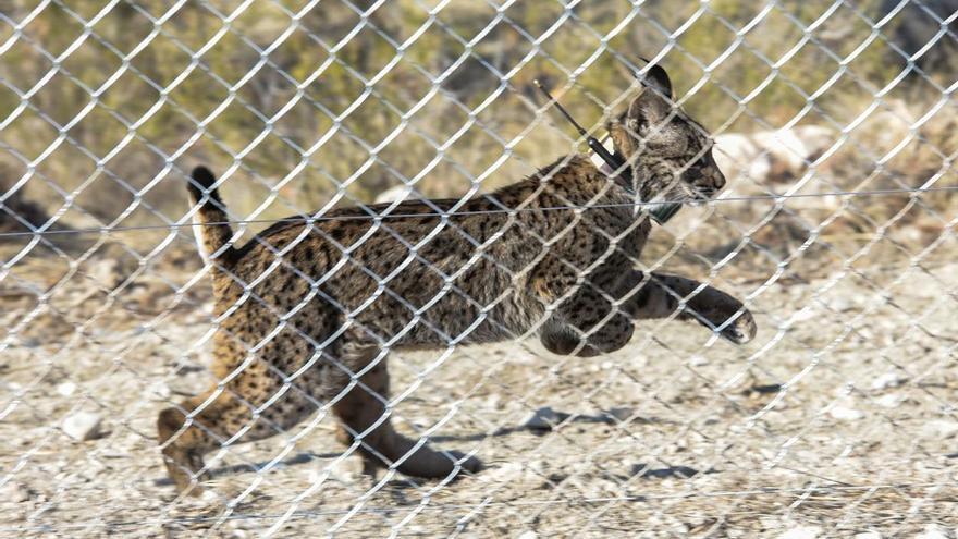 La Región espera tener los primeros cachorros de lince ibérico en 2024