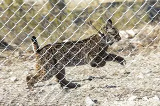 La Región espera tener los primeros cachorros de lince ibérico en 2024