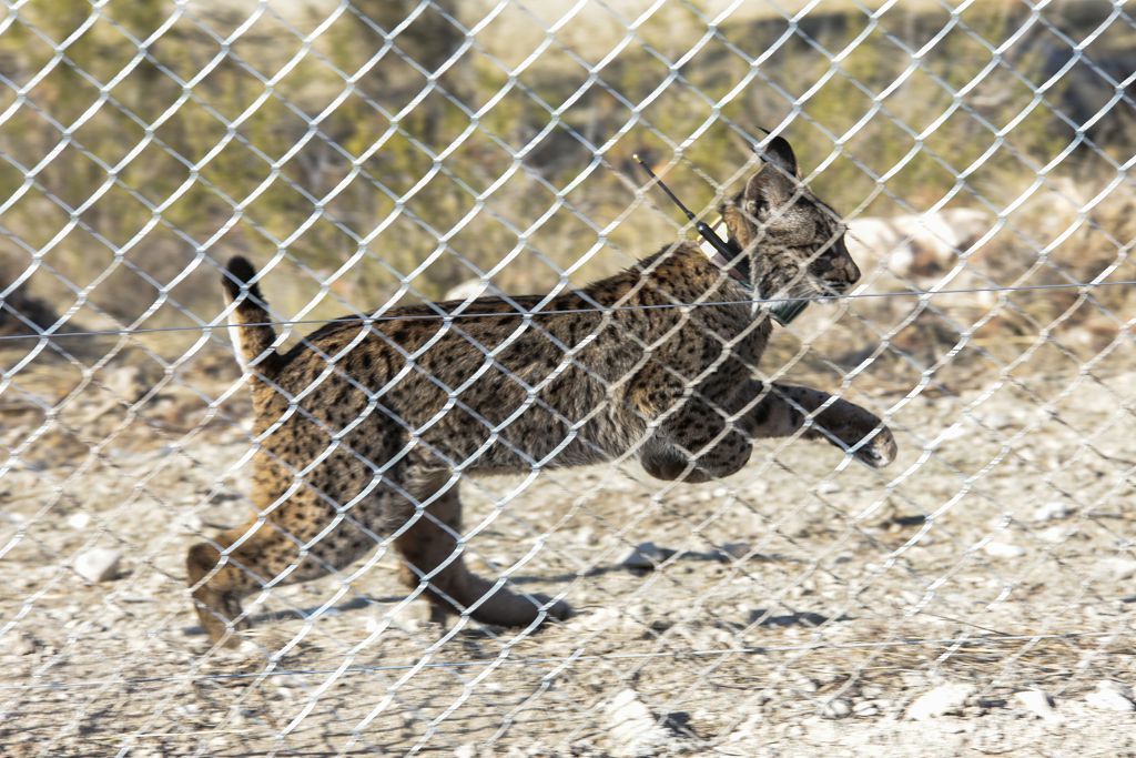 Las imágenes de la llegada de tres ejemplares de lince ibérico a las montañas de Lorca