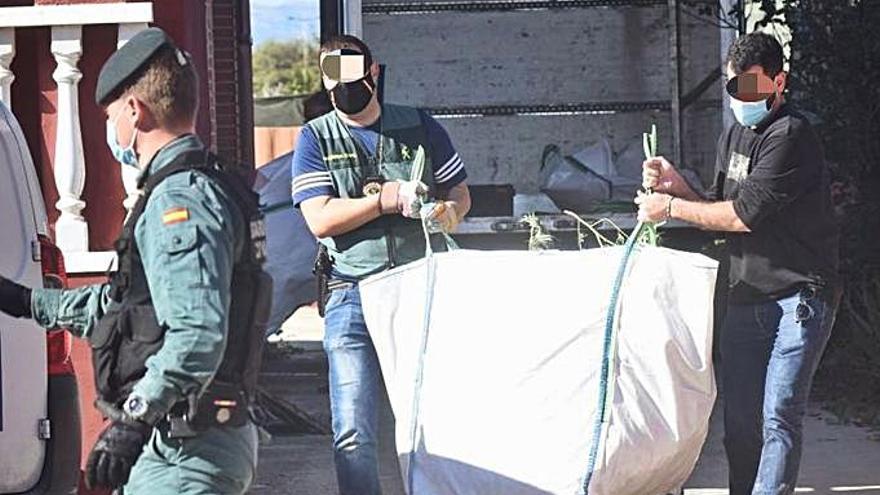 Operación contra el tráfico de marihuana .