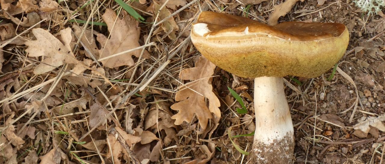 Un ejemplar de &quot;Boletus edulis&quot;.