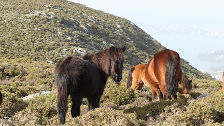 Expertos gallegos alertan en Europa sobre el riesgo de desaparición de los caballos salvajes