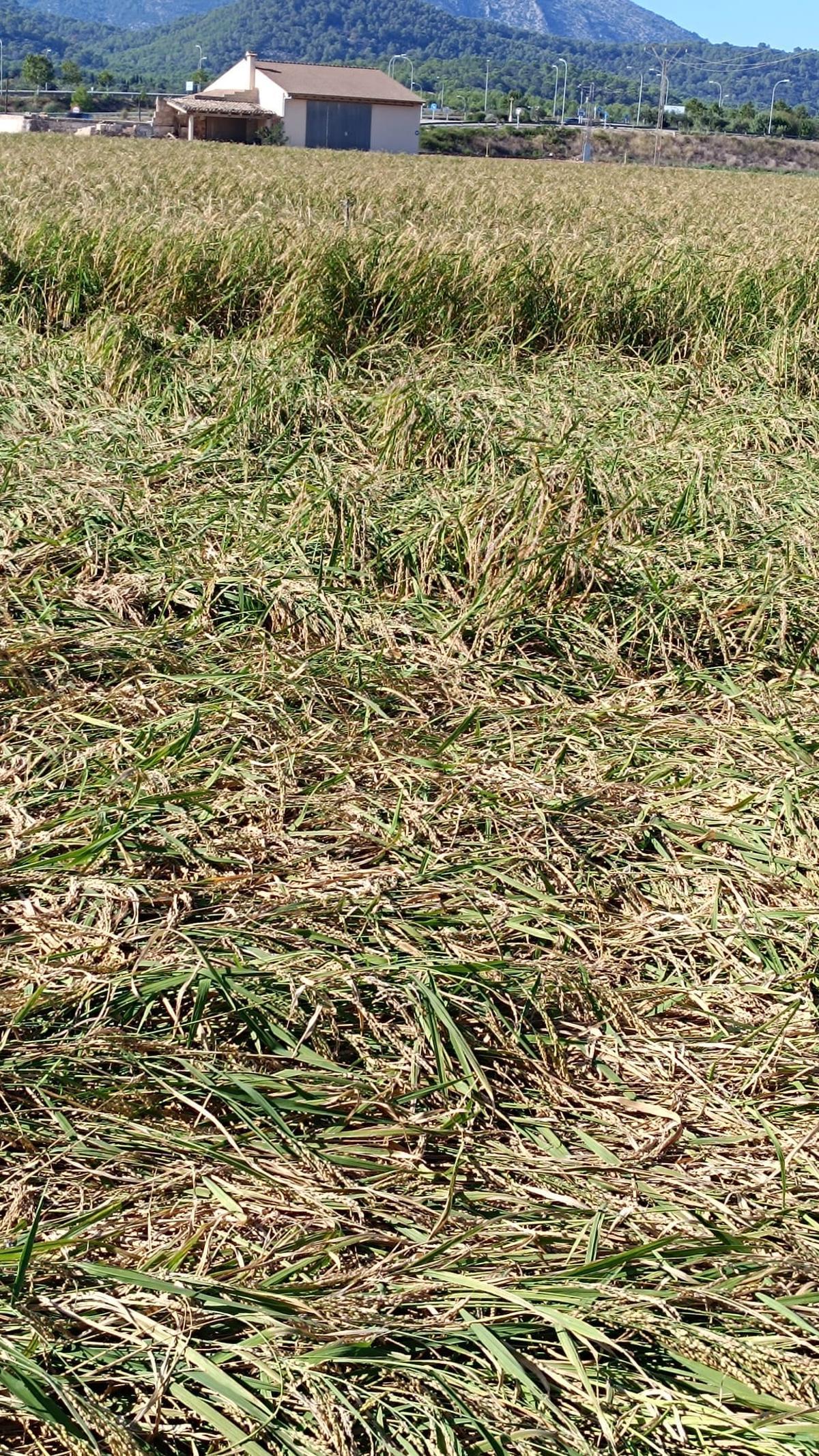 El productor de arroz de sa Pobla, Biel Socias: «Las tormentas han afectado a un 40% de la cosecha de arroz»