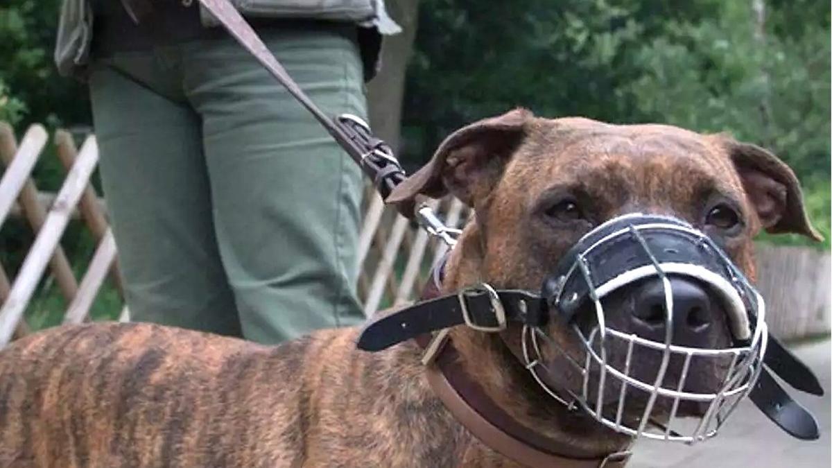 Un Pit Bull con correa y bozal.