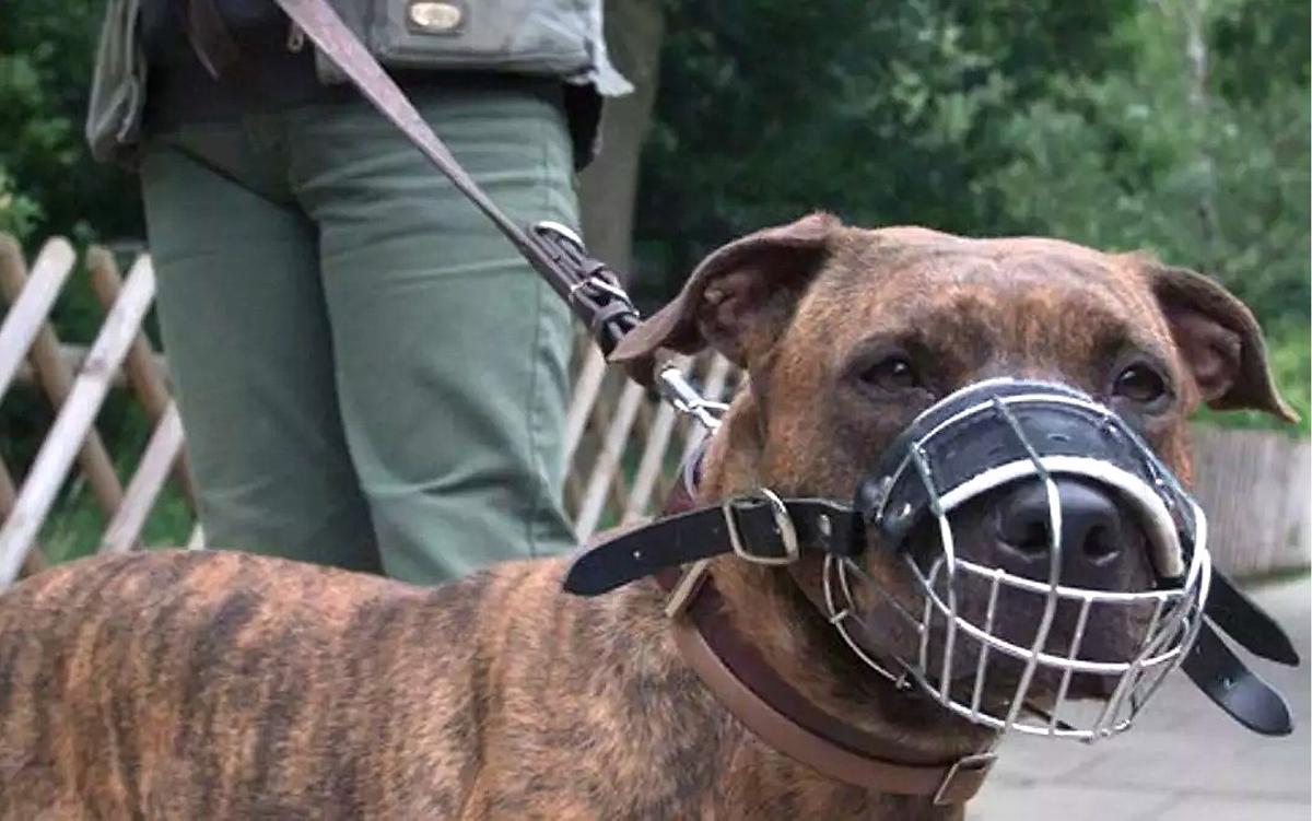 Un Pit Bull con correa y bozal.