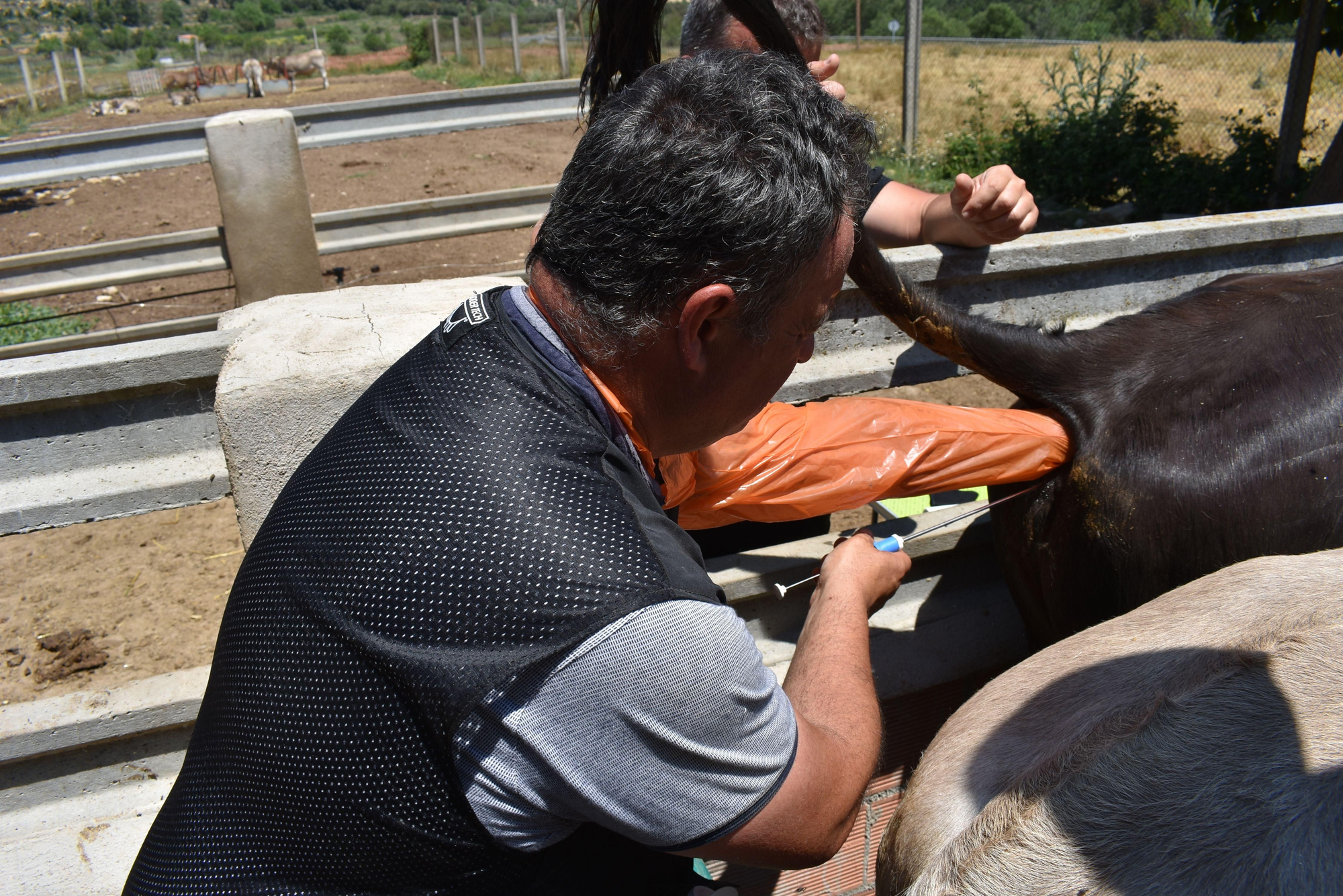 El veterinario introduce el semen en una de las vacas de la Todolella.