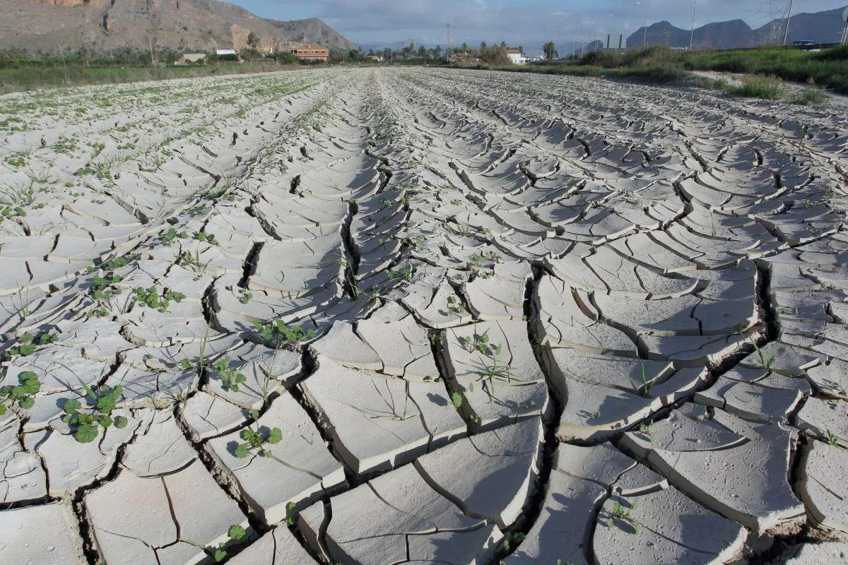 Campos de Orihuela afectados por la sequía.