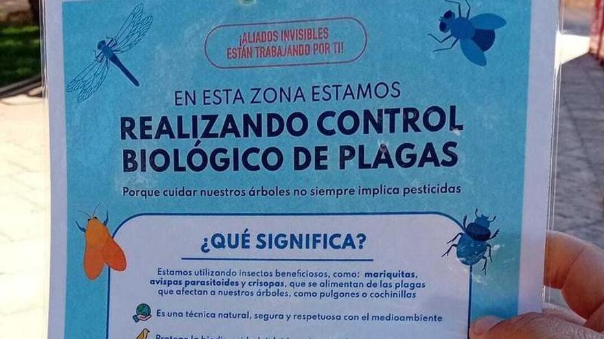 Mariquitas y avispas parásitas contra las plagas en Sant Joan