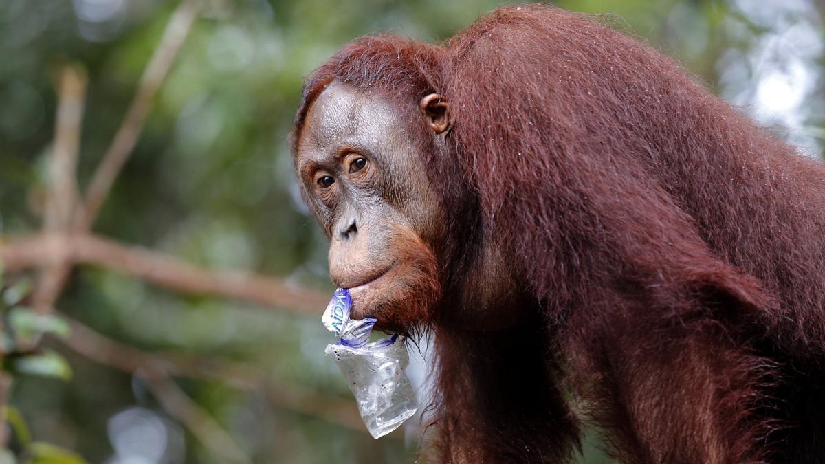 Identificada una nova espècie d'orangutan a Sumatra