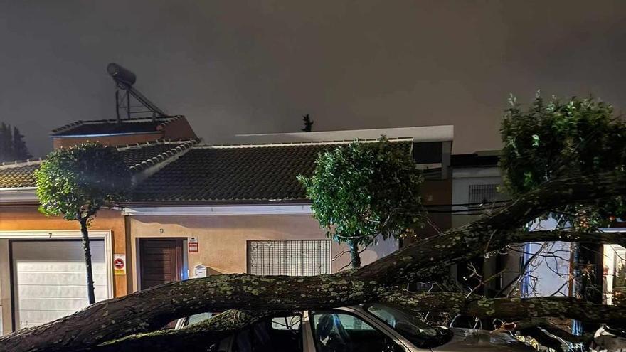 La borrasca Leonardo provoca en Cabra la caída de un árbol en la barriada Virgen de la Sierra aplastando varios coches