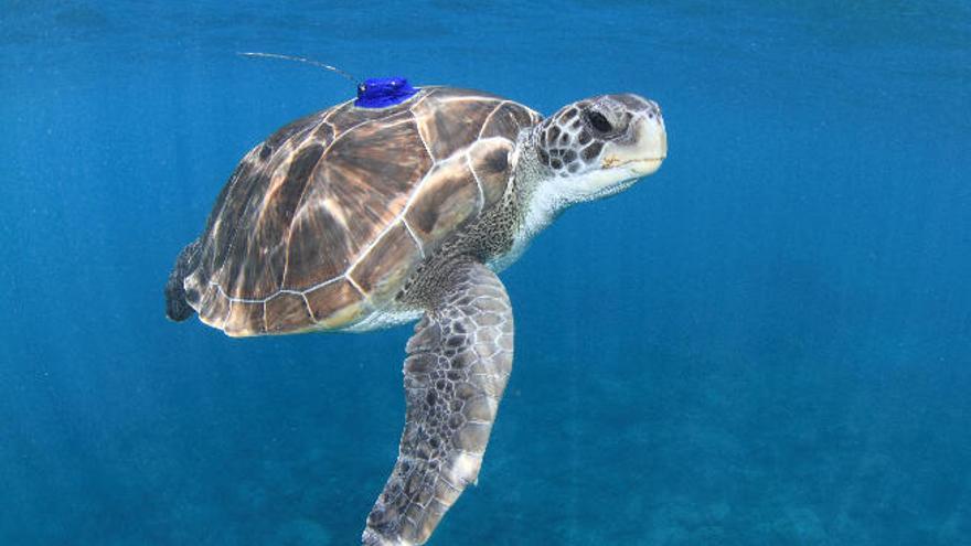 La pesca, la basura y los barcos amenazan a la tortuga verde