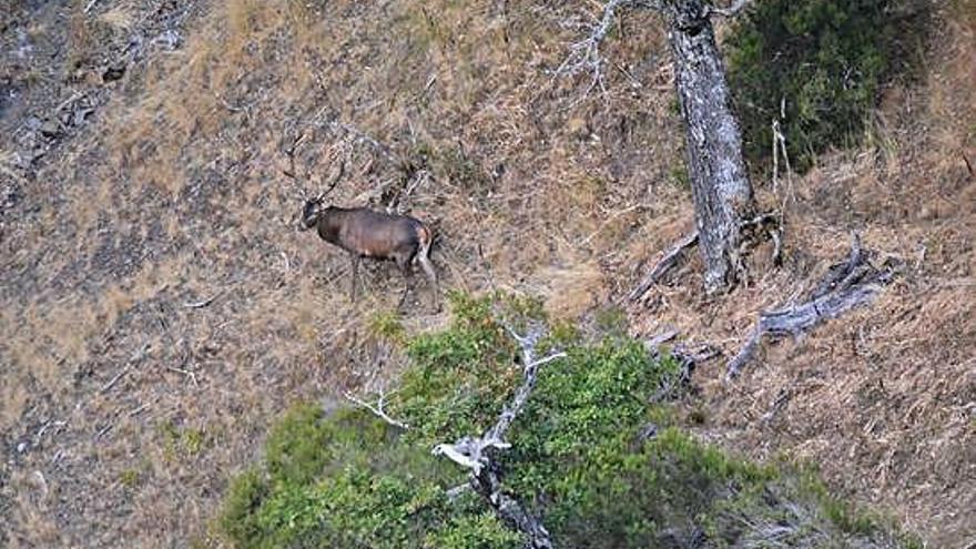 Un ciervo marcha libre por el descampado de una ladera.