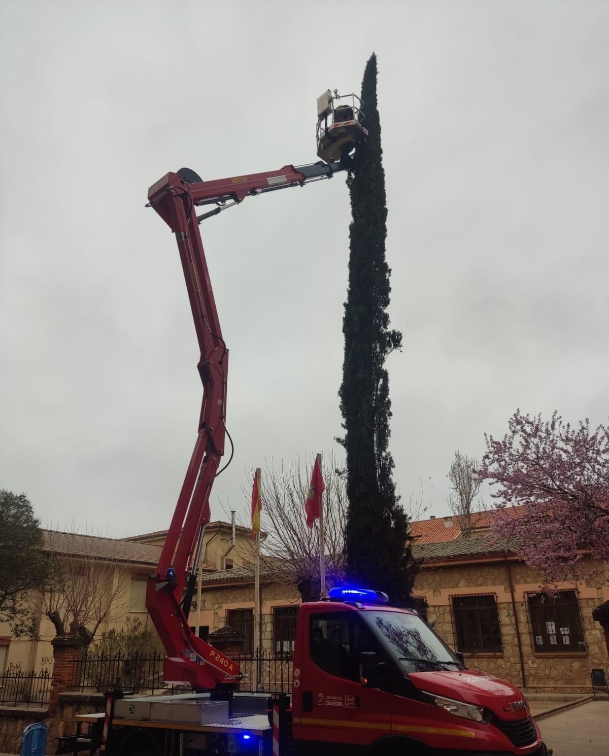 Los Bomberos de Toro, en la intervención realizada en árboles del entorno de la Escuela de Música