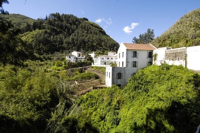 VERDOR EN EL CAMPO GRANCANARIO