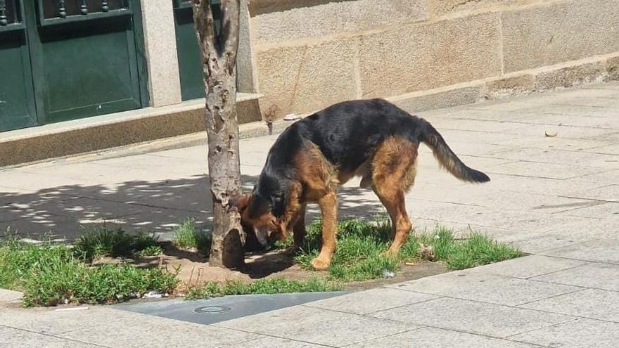 Una mujer herida tras ser mordida por un perro sin correa