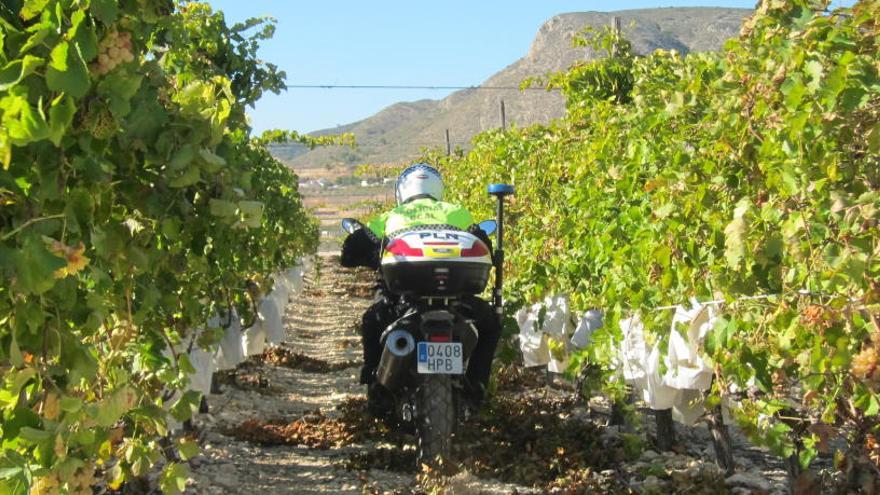 Un agente motorizado de la Policía Local vigilando una finca de uva de mesa para evitar las sustracciones de la cosecha