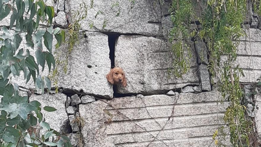 Los bomberos rescatan a un perro que se quedó atrapado dentro de un muro de diez metros en Nigrán