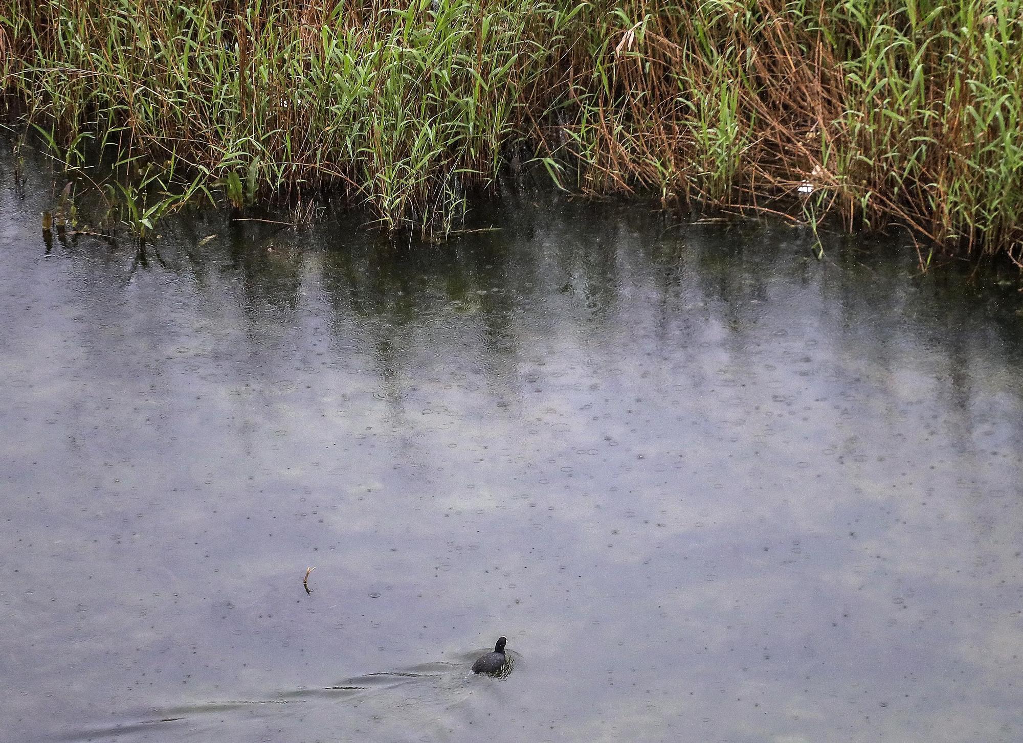 El nuevo cauce del Río Turia lleno, de nuevo, por el temporal de lluvias en València