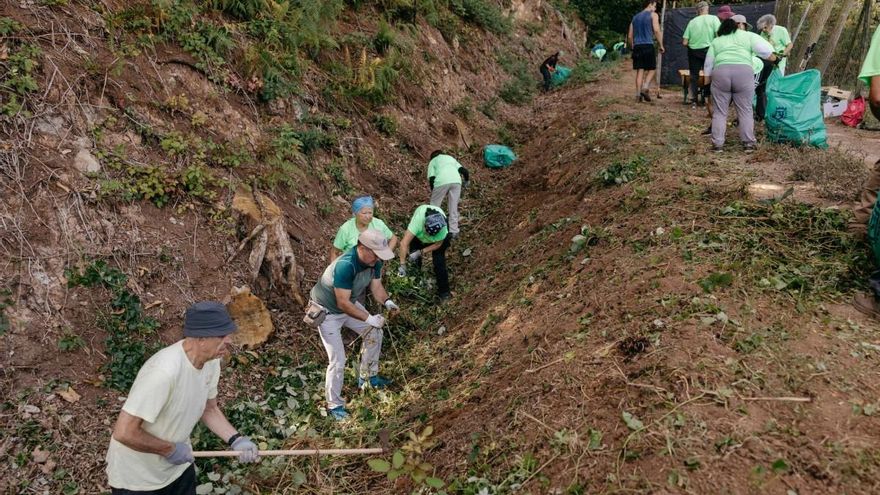 El Cabildo de Tenerife y voluntarios contribuyen a la recuperación del bosque de Agua García