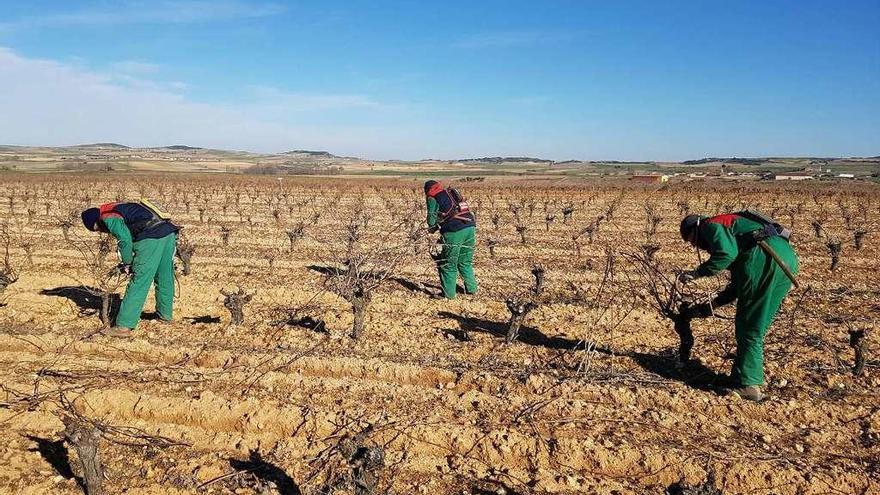 Podadores en plena faena en un viñedo de la D.O. Tierra del Vino.