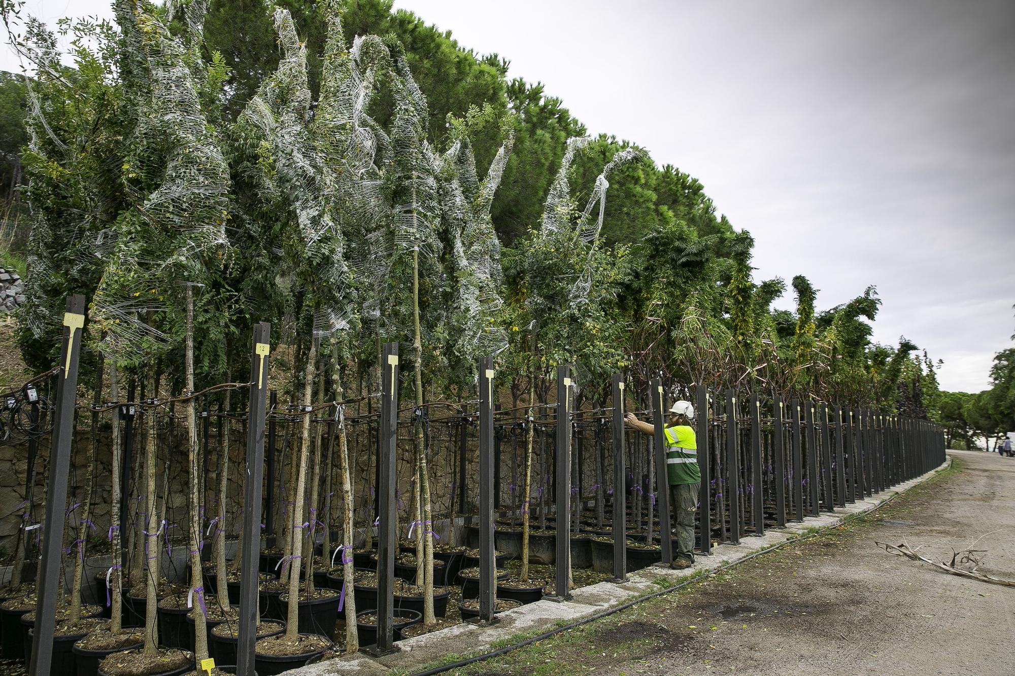 Árboles preparados para una campaña de plantación masiva en Barcelona, alineados en el Viver dels Tres Pins