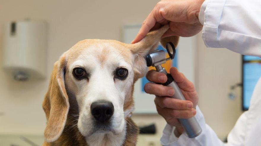 Coronavirus en Murcia: Los veterinarios seguirán abiertos