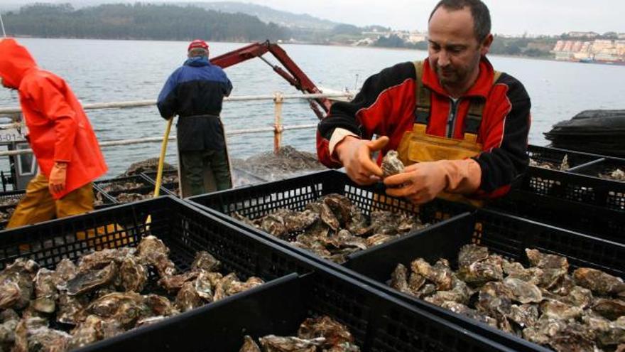 Eduardo Martín trabajando en el puerto de Castropol con ostras recién sacadas del agua.
