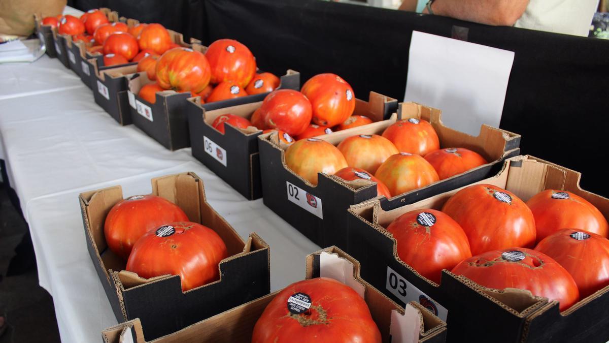 Cajas de tomates Huevo de Toro.