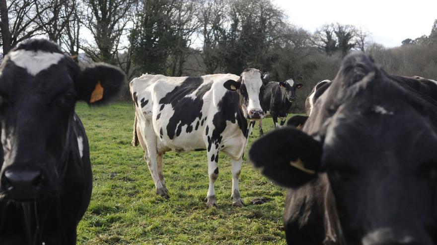 El lácteo gallego, cada vez más asfixiado al subir el precio solo la mitad que en España