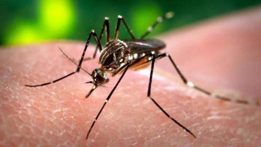 Ascienden a 237 los casos de zika en España, cuatro de ellos en Canarias