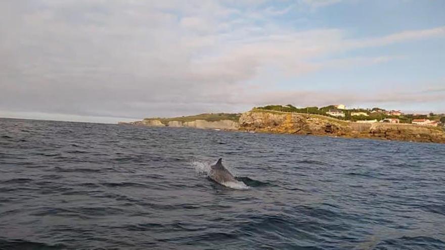 VÍDEO: Los delfines vuelven a la bahía de San Lorenzo