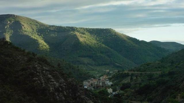 Más bosque que hace un siglo